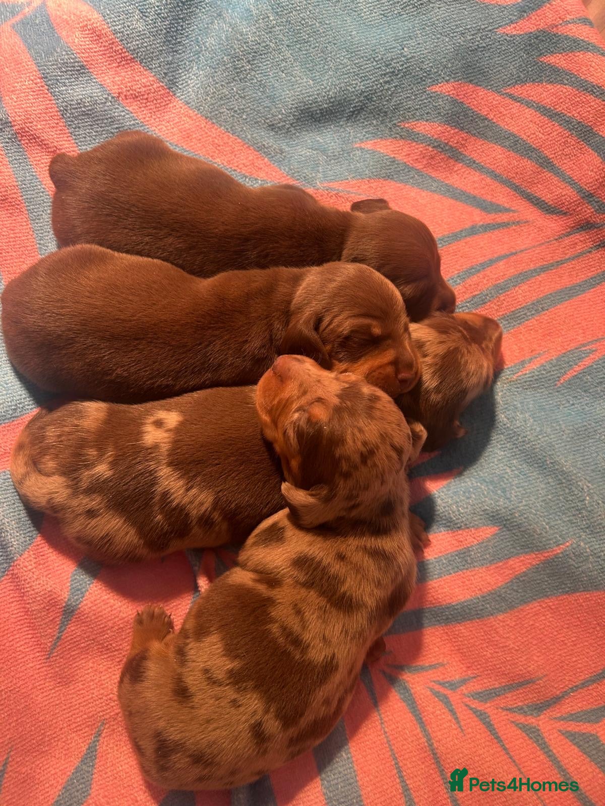 Miniature Dachshund dogs  🐾 Adorable Puppies Ready for Loving Homes! 🐾 - Advert 10