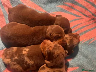Miniature Dachshund dogs 🐾 Adorable Puppies Ready for Loving Homes! 🐾 - Advert 4