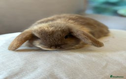 Mini Lop rabbits for sale: Lovely litter of 4 x mini lops - Image 5