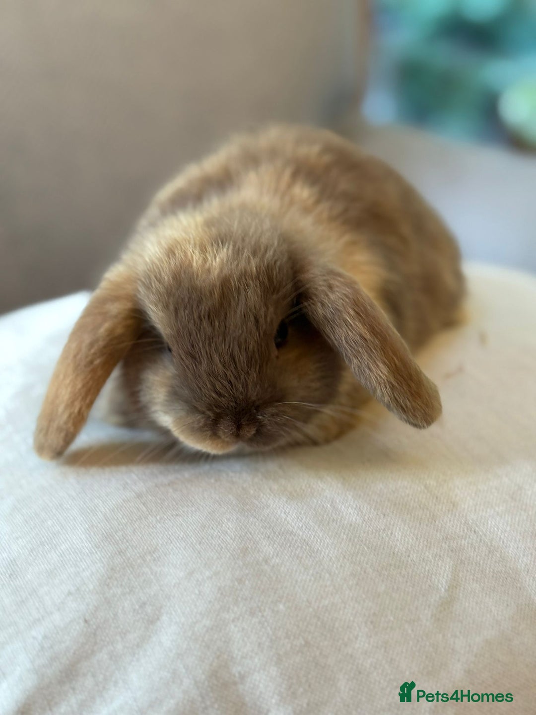 Mini Lop rabbits for sale: Lovely litter of 4 x mini lops - Image 5