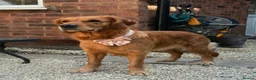 Golden Retriever dogs for sale: 🧸 Litter Announcement - Pedigree KC Puppies 🧸 - Advert 3