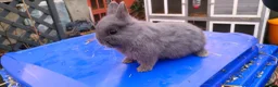 Netherland Dwarf rabbits for sale: Adorably Cute Baby Netherland Dwarves- M and F  - Advert 8