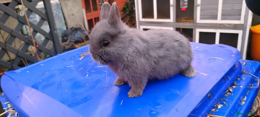 Netherland Dwarf rabbits for sale: Adorably Cute Baby Netherland Dwarves- M and F  - Advert 8
