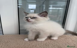 Ragdoll cats for sale: Champion Sired GCCF Registered Ragdoll Kittens - Image 9