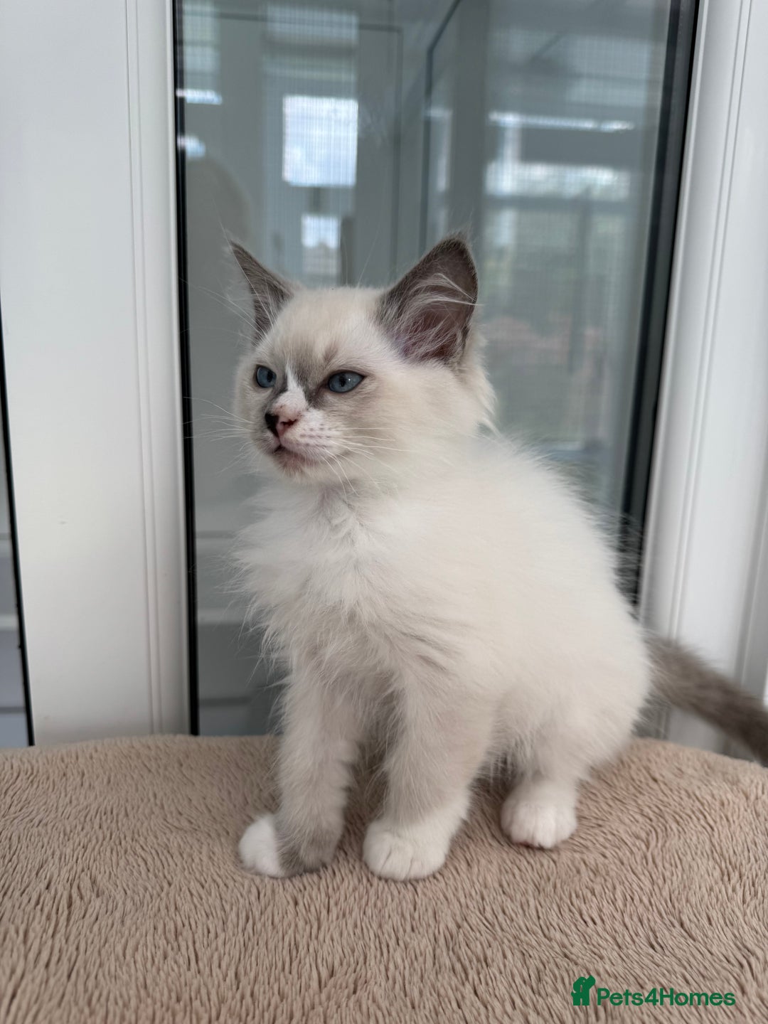 Ragdoll cats for sale: Champion Sired GCCF Registered Ragdoll Kittens - Image 9