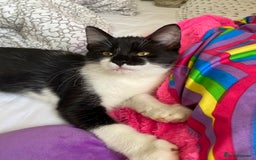 Mixed Breed cats for sale: Kittens  - Image 3