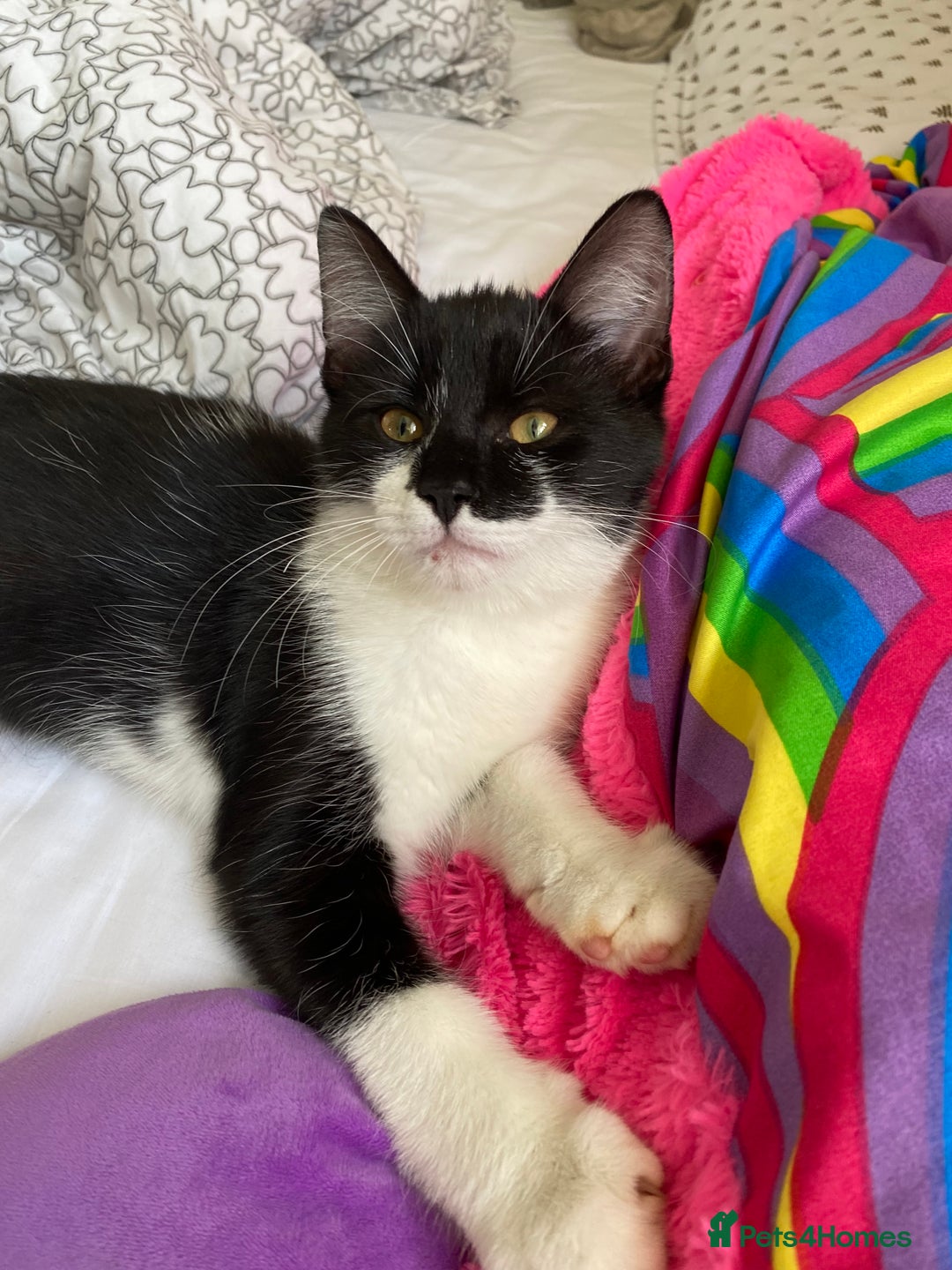 Mixed Breed cats for sale: Kittens  - Image 3