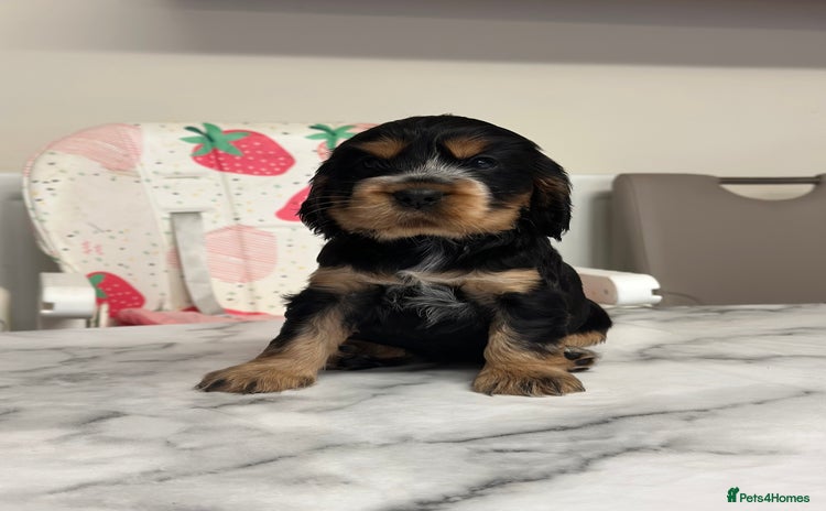 Cocker Spaniel dogs - Advert 2