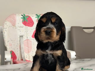 Cocker Spaniel dogs - Advert 1