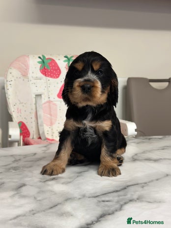 Cocker Spaniel dogs - Advert 2