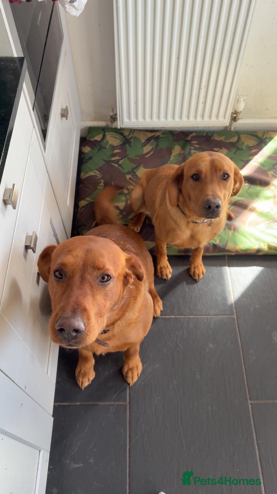 Labrador Retriever dogs for sale: Fox red Labrador puppies - Advert 6