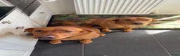 Labrador Retriever dogs for sale: Fox red Labrador puppies in Torpoint - Advert 1