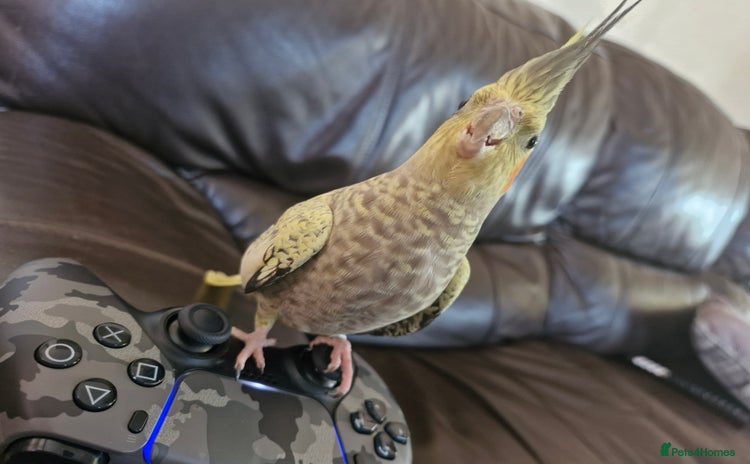 Cockatiels birds - Advert 3