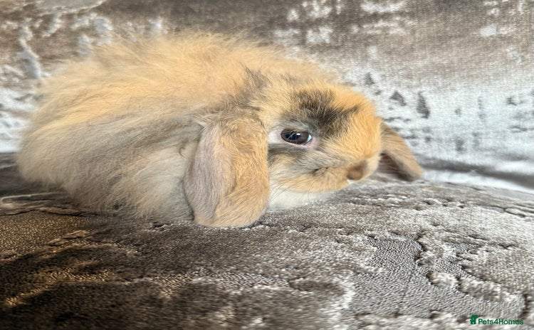 Mini Lop rabbits - Advert 16