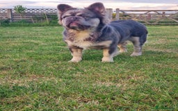 French Bulldog dogs for stud: Mr Fluffy son of Don Corleone  - Image 2
