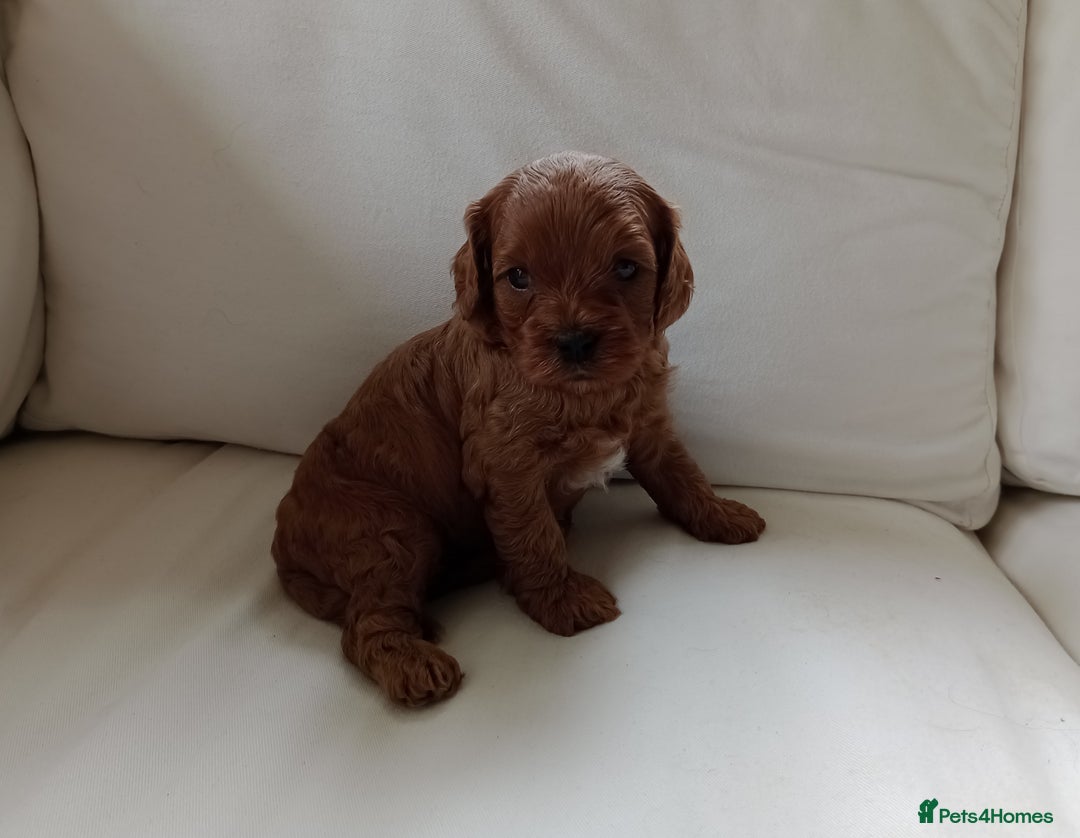 Cavapoo dogs for sale: Gorgeous Red F1 Cavapoo Puppies With H/T Parents - Image 7