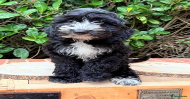 Australian Labradoodle dogs - Advert 6