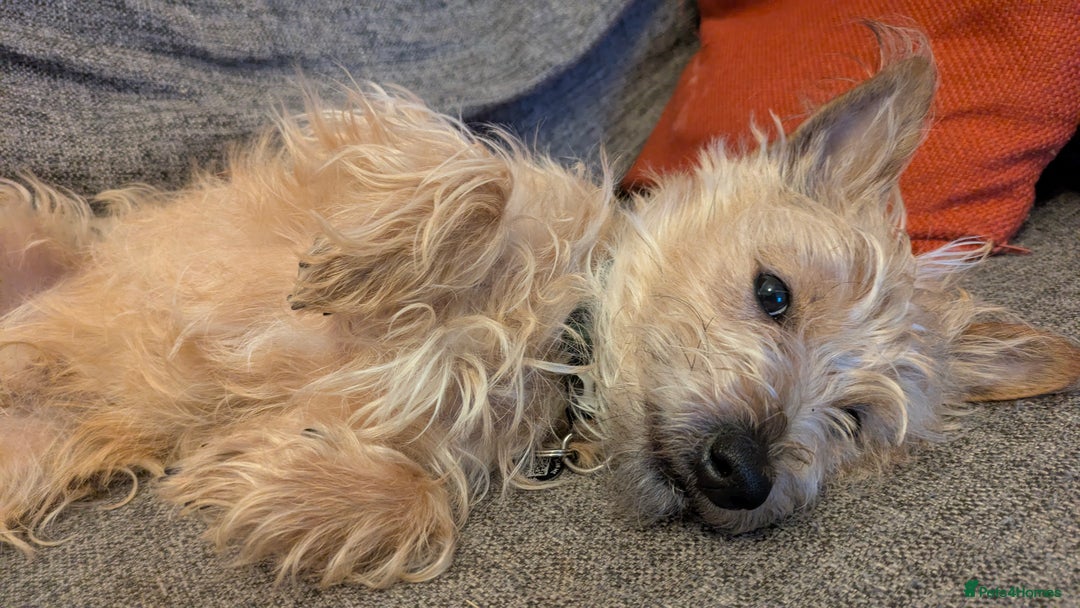 Jack Russell dogs for sale: Rough haired jack russel  - Advert 3