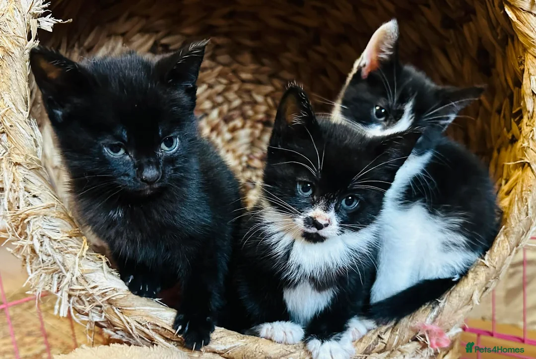 Mixed Breed cats for sale: Kittens  - Advert 7