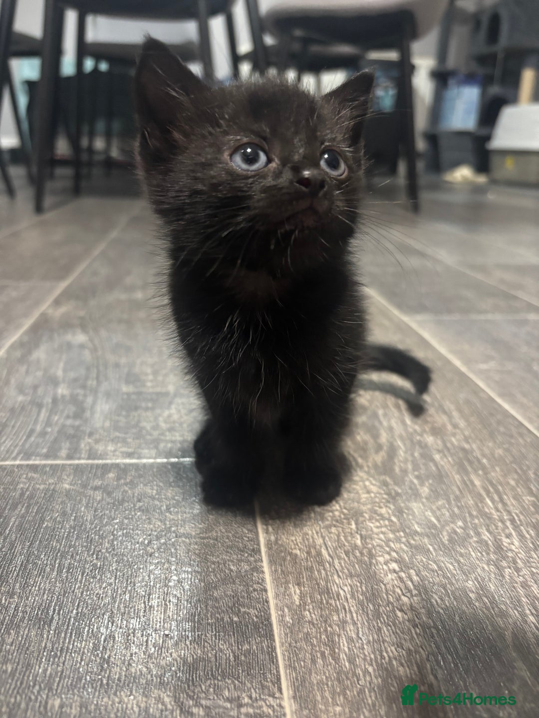 Mixed Breed cats for sale: bengal x - Image 1