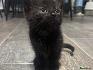 Mixed Breed cats - Advert 30