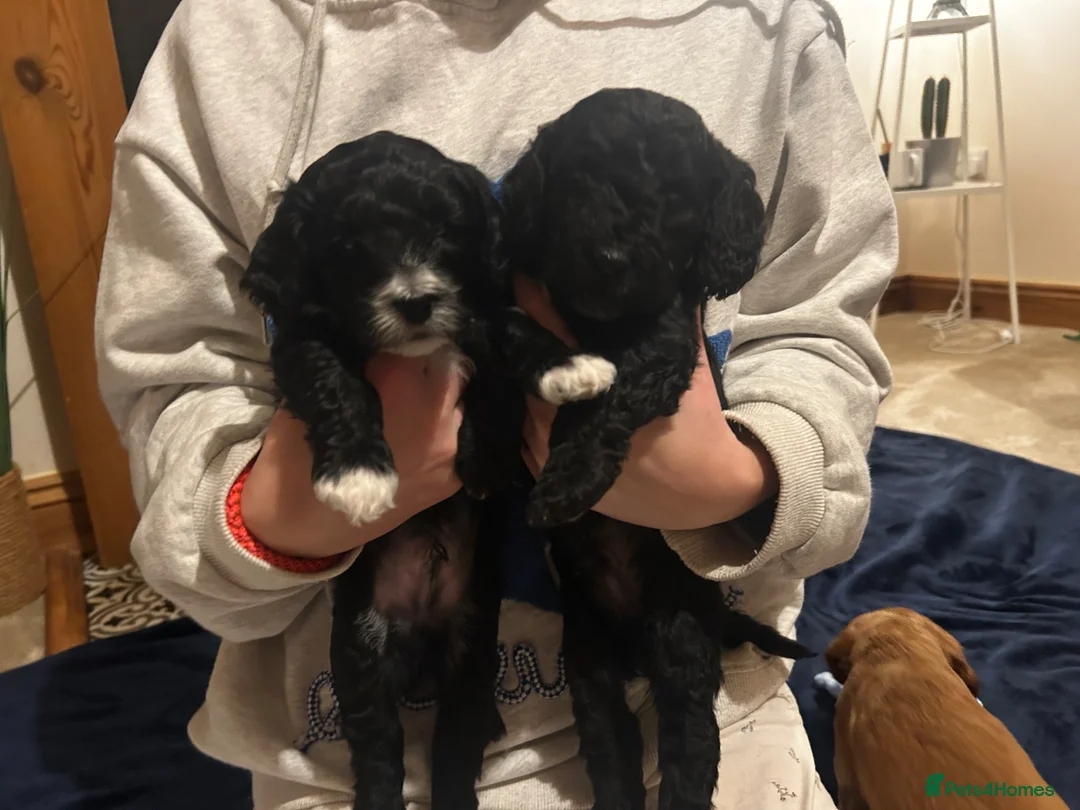 Cockapoo dogs for sale: 4 F2b male Cockapoos for sal - Advert 2