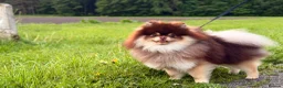 Pomeranian dogs for stud: Peanut 🥜 Choc & Tan carrying blue  - Advert 3