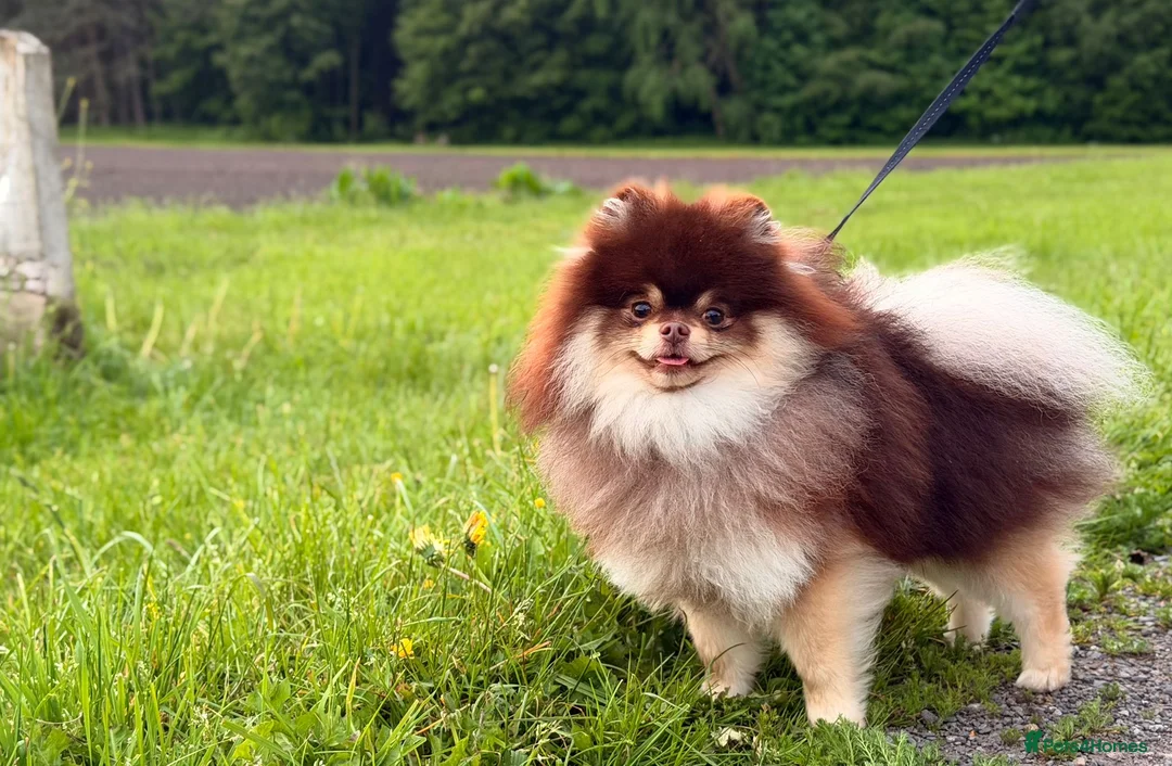 Pomeranian dogs for stud: Peanut 🥜 Choc & Tan carrying blue  - Advert 3