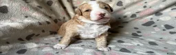 Australian Labradoodle dogs for sale: Australian Labradoodle Puppies for sale - Advert 15