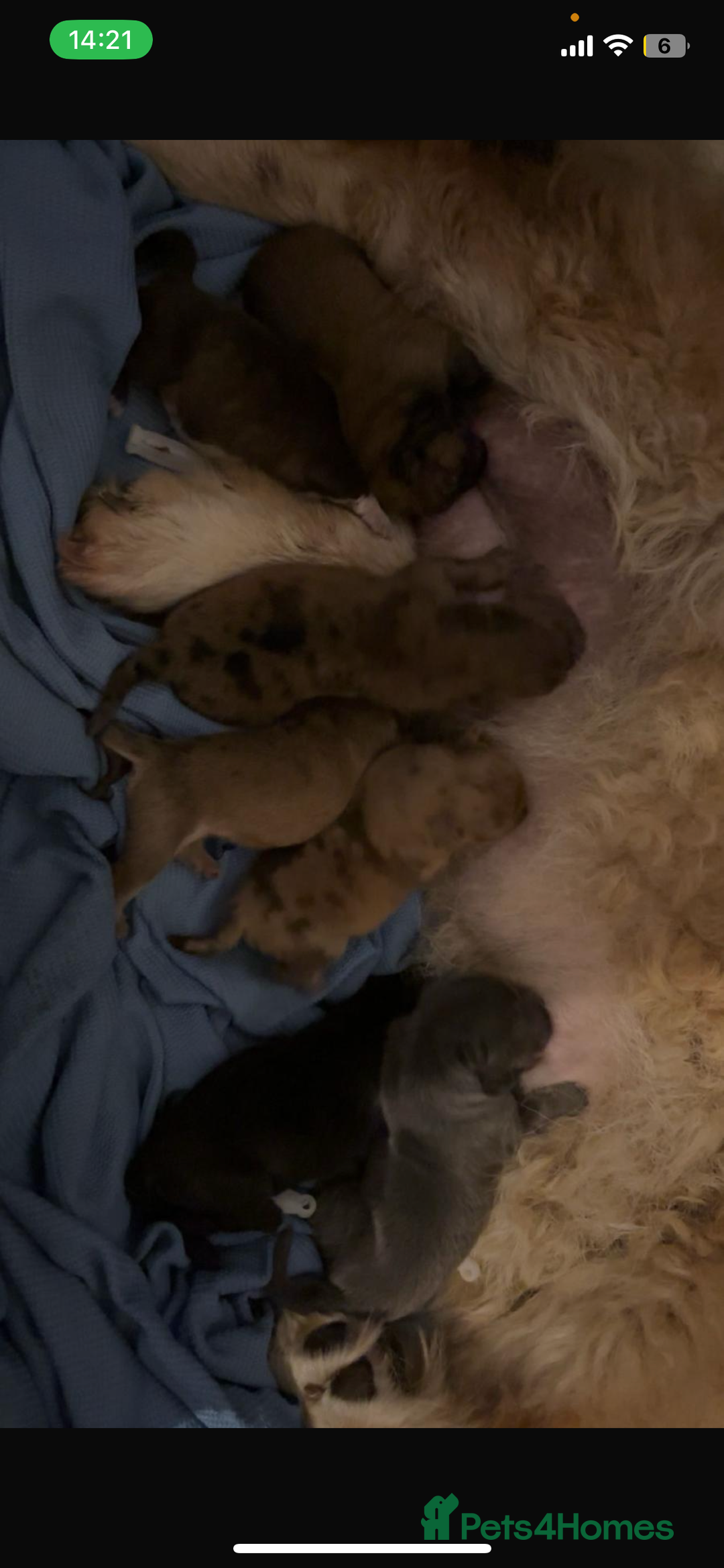Chow Chow dogs for sale: 5 TOP QUALITY CHOWS 🦁🏡 (REDUCED) - Image 9
