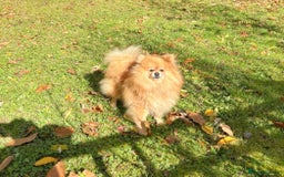 Pomeranian dogs for sale: Stunning Pomeranian Boys - Image 6