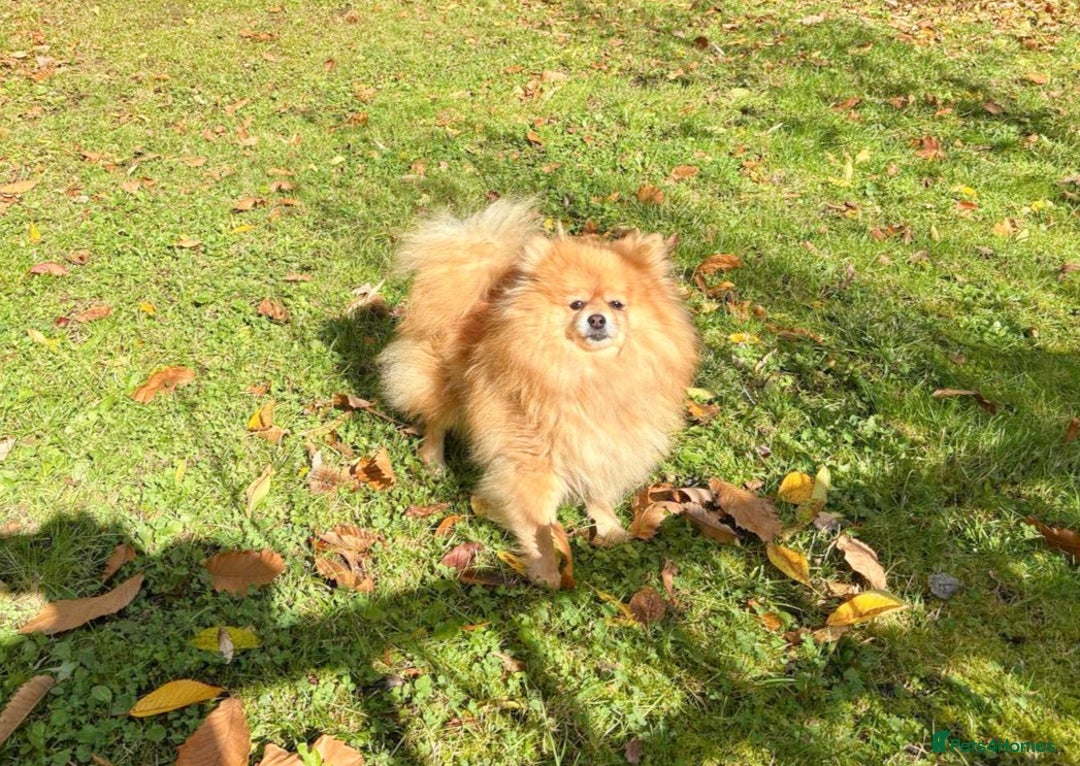 Pomeranian dogs for sale: Stunning Pomeranian Boys - Image 6