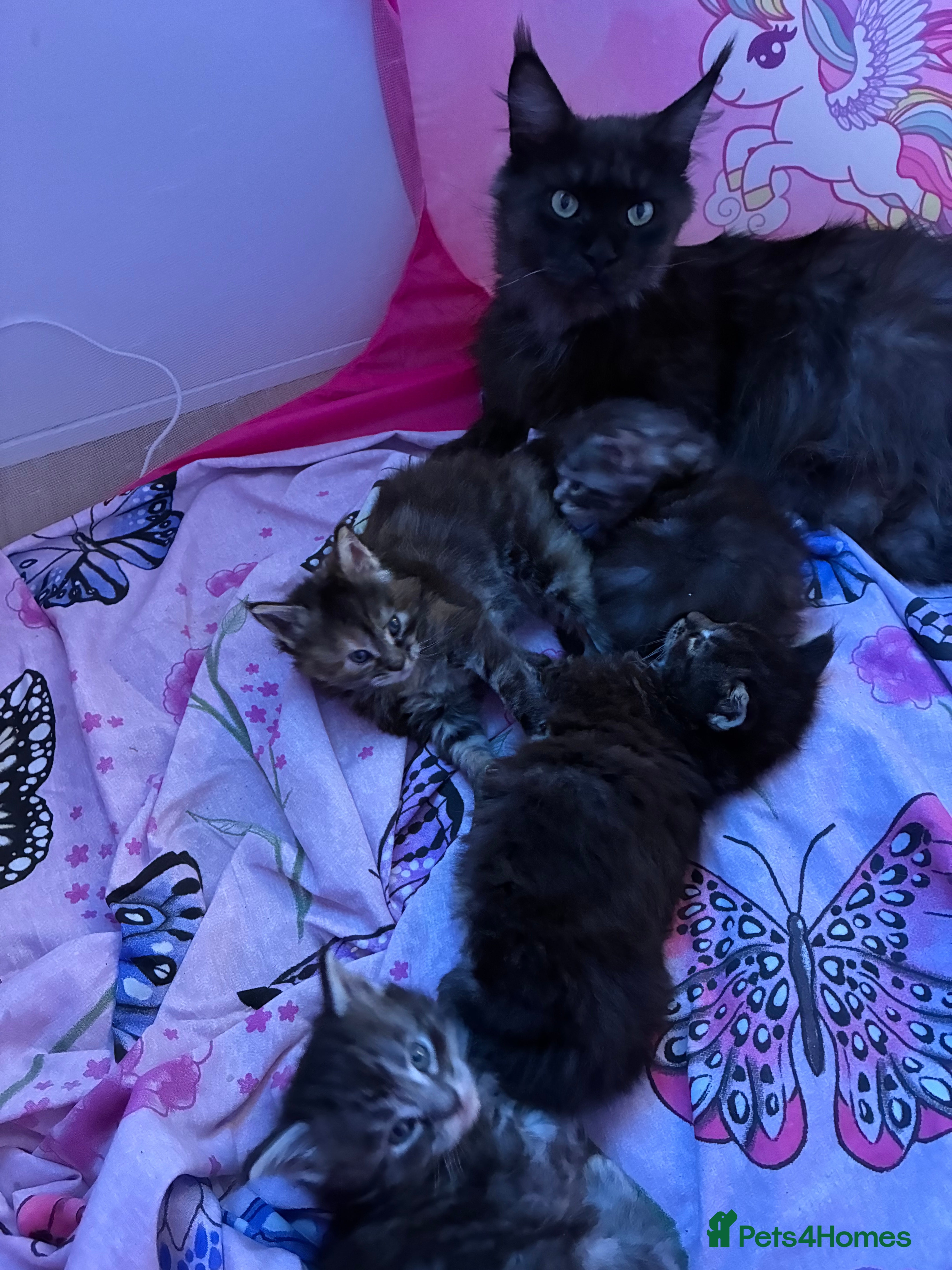 Maine Coon cats Maine coon kittens  - Advert 1