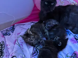 Maine Coon cats Maine coon kittens - Advert 1