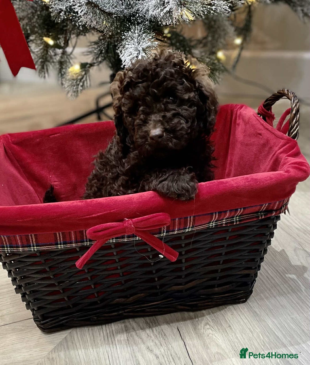 Mini Goldendoodle dogs for sale: LAST 2❗️Miniature goldenoodle pups ready now🏡🌟  - Advert 25