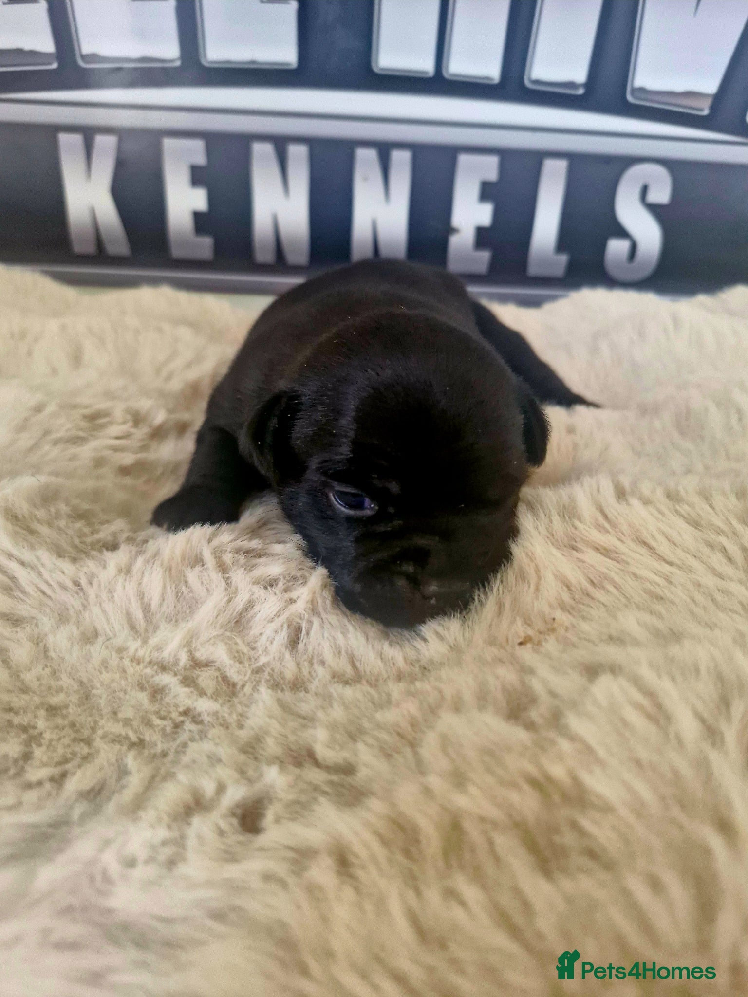 Staffordshire Bull Terrier dogs Kassius Staffordshire bull terrier pups for sale  - Advert 1