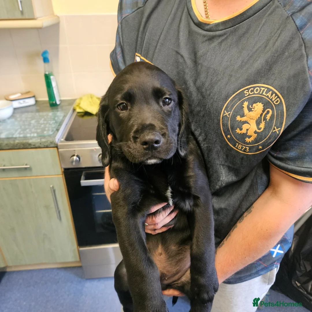 Springador dogs for sale: 🌟 3 Stunning Springador boys 🌟 - Advert 1
