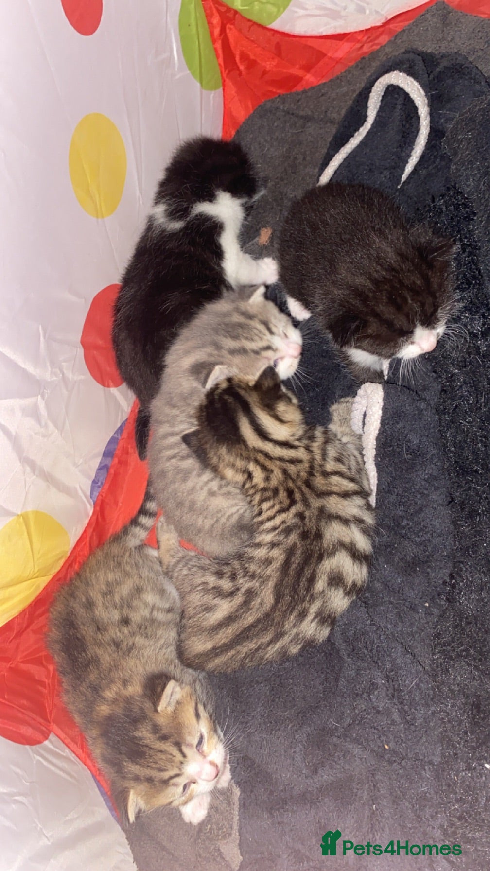 Mixed Breed cats 5x kittens for sale  - Advert 5
