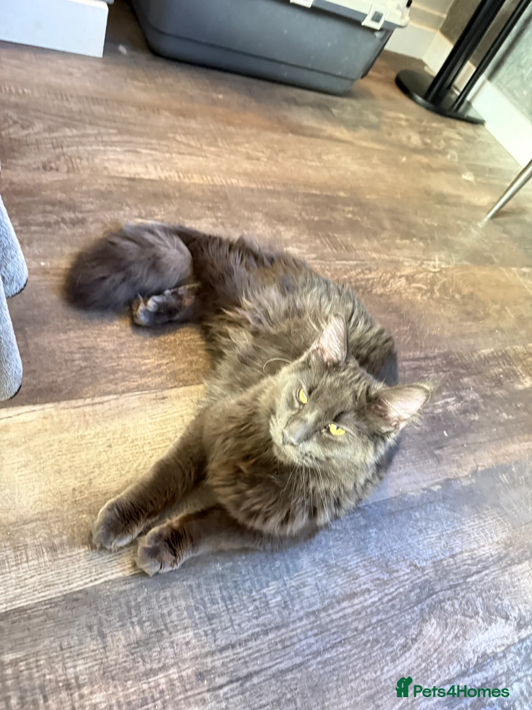 Maine Coon cats for sale:  Maine Coon Kittens Looking for Loving Homes 🐾 - Advert 12