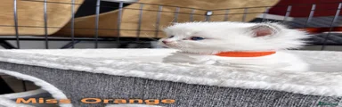 Ragdoll 3