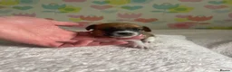 Jack Russell dogs for sale: Stunning traditional Jack Russell puppies - Advert 15
