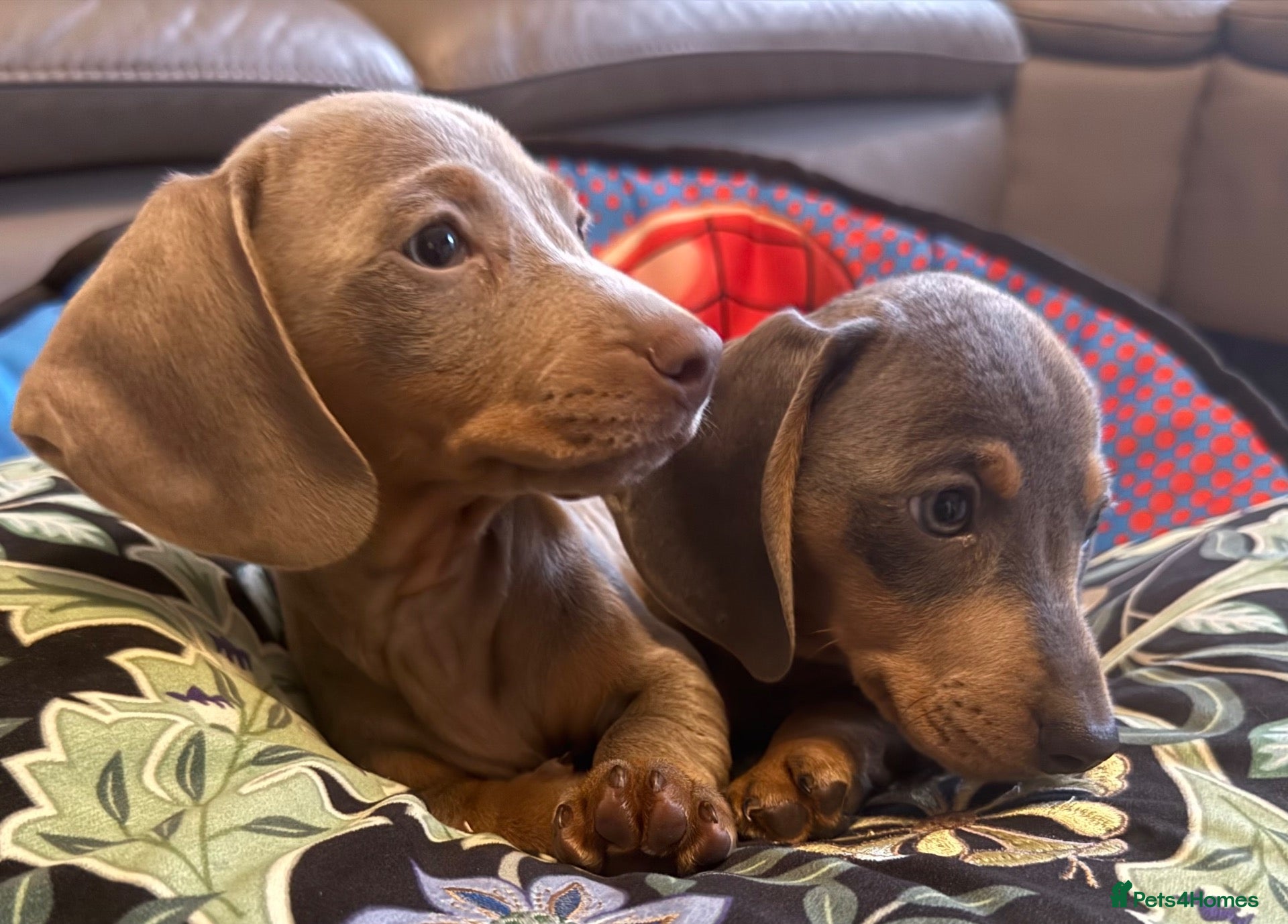 Dachshund dogs Beautiful Dachshund puppies  - Advert 2