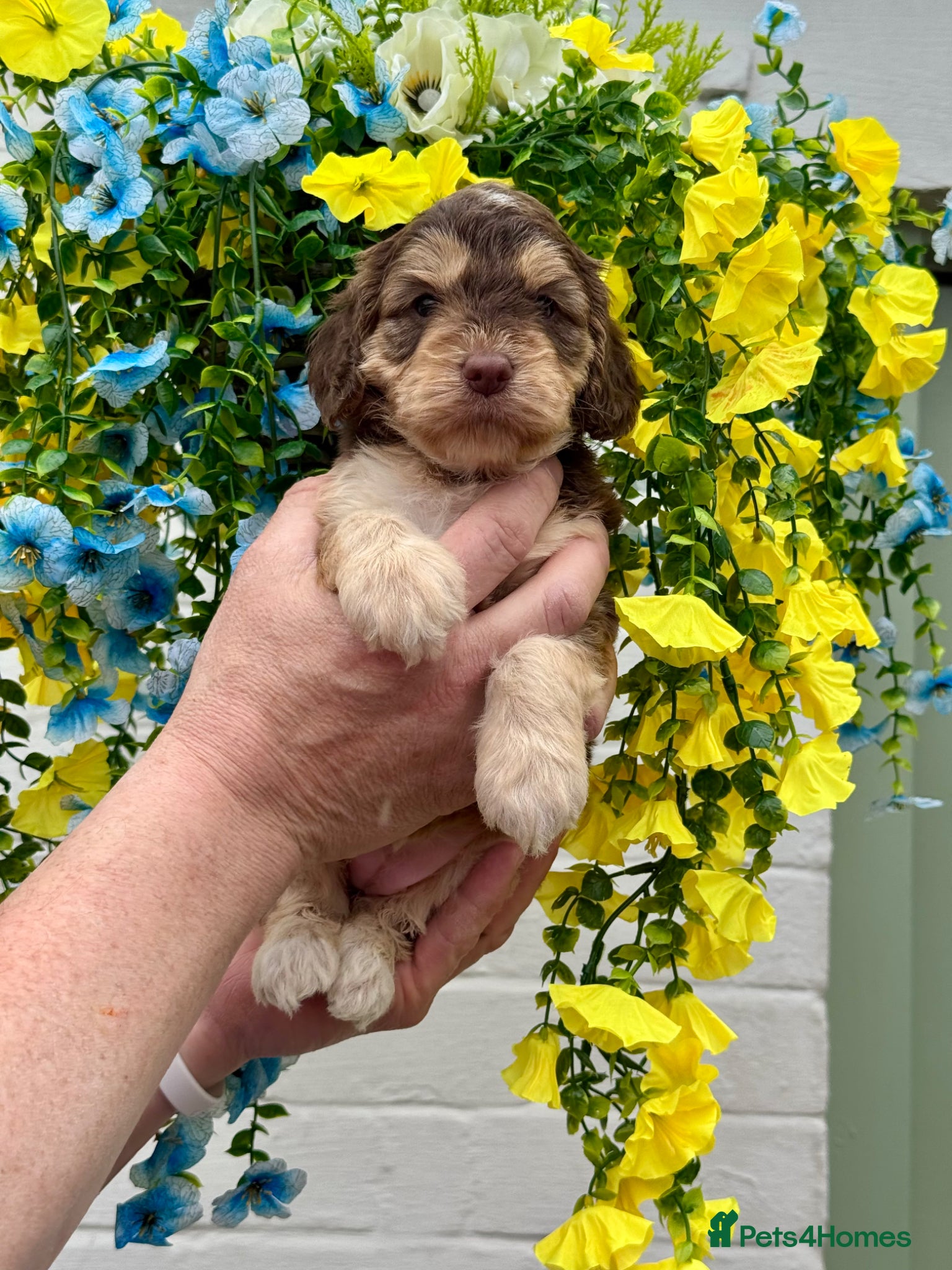 Cockapoo dogs 8 gorgeous f1 dna tested clear cockerpoos - Advert 1