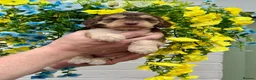 Cockapoo dogs for sale: 8 gorgeous f1 dna tested clear cockerpoos - Advert 1