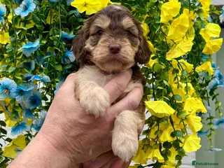 Cockapoo dogs 8 gorgeous f1 dna tested clear cockerpoos - Advert 2