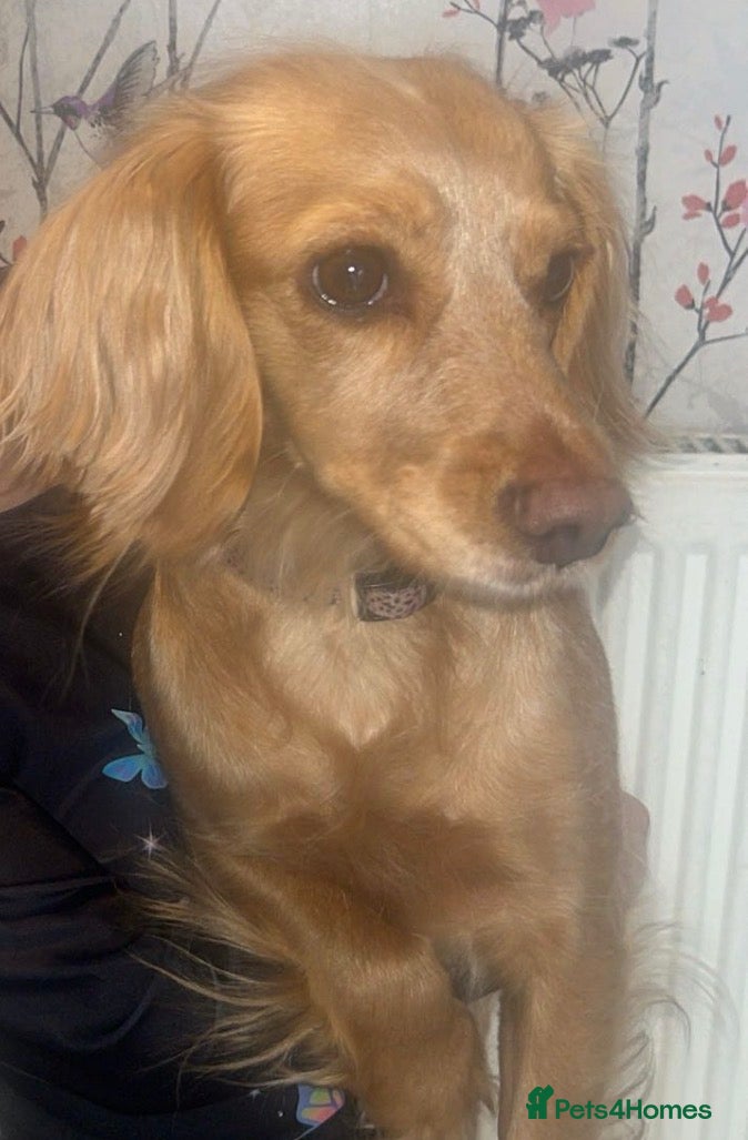 Cockapoo dogs for sale: Cocker spaniel X Cockapoo Puppies pending. 🐶 in Staines - Advert 2
