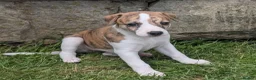 Whippet dogs for sale: Top Quality Whippet Puppies Ready to Reserve in Doncaster - Advert 1