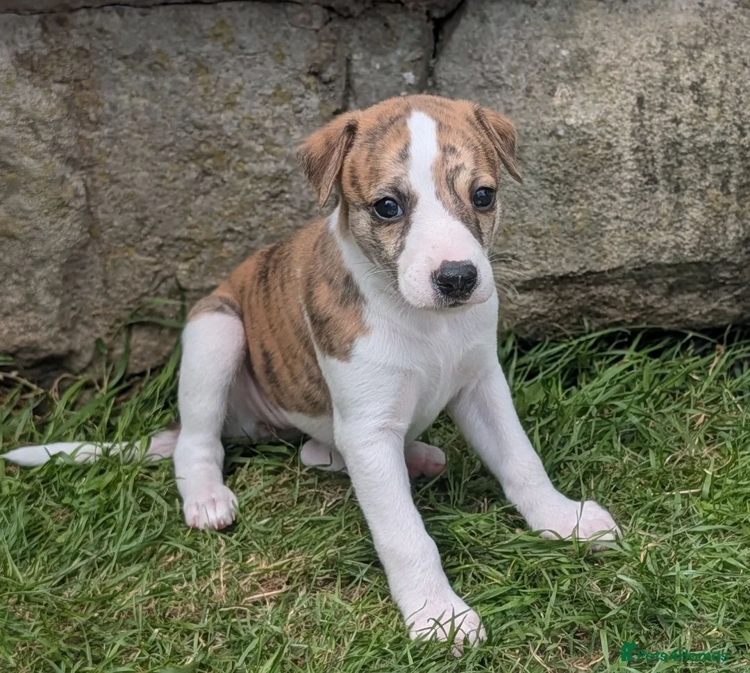 Whippet dogs for sale: Top Quality Whippet Puppies Ready to Reserve in Doncaster - Advert 1