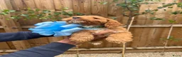 Cockapoo dogs for sale: Cockapoo F1 Gorgeous Puppies 🐶❤️ - Advert 3