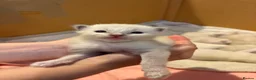 Ragdoll cats for sale: Ragdoll kittens - Advert 7
